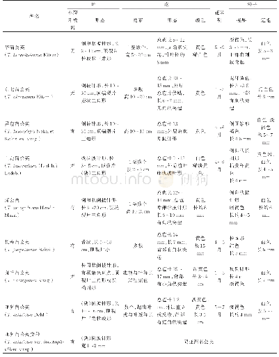 表2 吉林省野生蒲公英属植物形态特征比较