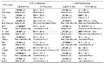 表3 运动组与对照组大鼠消化道嗜银细胞的分布位置及形态