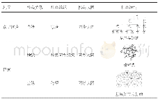 《表1 移民原乡与巴蜀地区社会关系演化Tab.1 The evolution of social relations in Bashu area and immigrants&#039;hometow