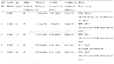 表7 不同激素配比对鸟王茶NW32生根的影响