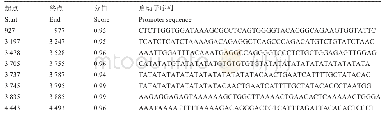 表2 Neural Network Promoter Prediction在线软件对牛MAGEL2基因启动子预测