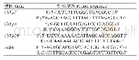 表1 实时荧光定量PCR扩增引物