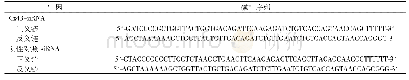 表1 Cx43-siRNA及阴性对照siRNA的序列