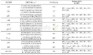 表4 实时荧光定量PCR反应引物序列及程序