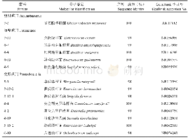 表2 草地贪夜蛾幼虫肠道可培养细菌16S rDNA的分子鉴定