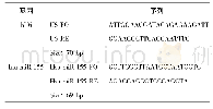 《表1 引物设计：miR-155在胶质瘤干细胞样细胞的表达及临床意义》