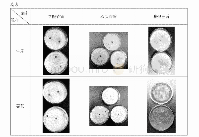 表1 7种植物精油对霉菌的抑菌实验结果照片