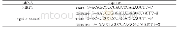 表1 SIRT3和Negative control干扰序列