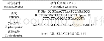 表1 引物和探针的序列：利用侧流核酸试纸条快速检测非洲猪瘟病毒