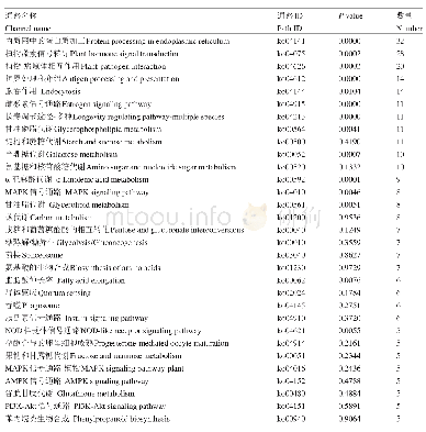 表2 未经低温处理时差异表达基因KEGG通路富集