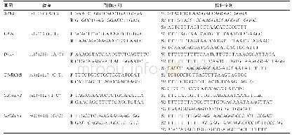 表1 miR-SNPs基因分型的引物和探针