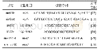表1 实时荧光定量PCR基因扩增引物