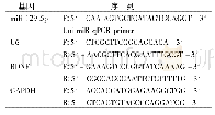 表1 Q-PCR引物序列