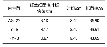 表4 内生菌对红掌叶斑病菌的抑制效果