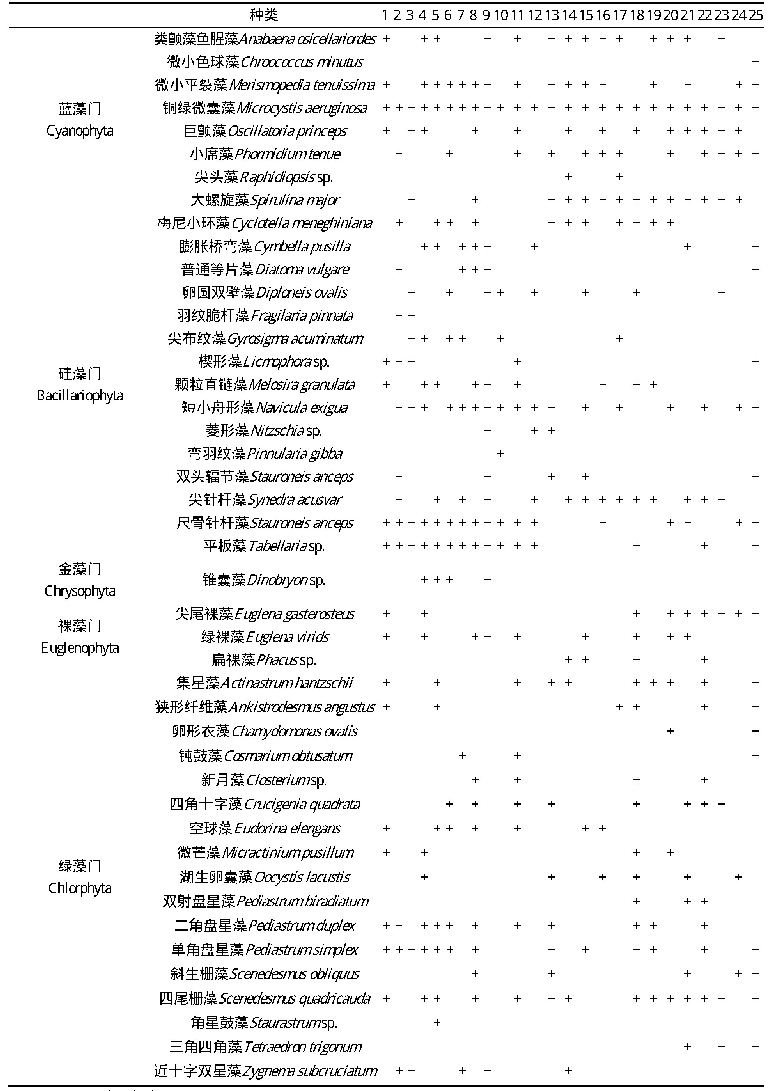 表2 大清河5月浮游植物种类分布