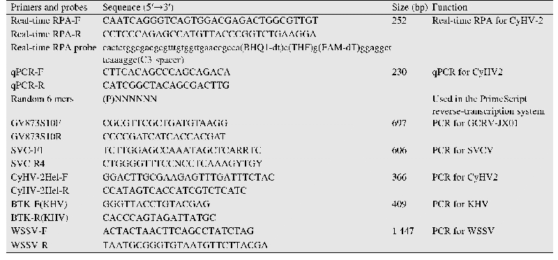 表1 本研究所用引物和探针