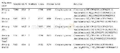 表3.菌株Bosea sp.AS-1菌株与Bosea属其他菌株的全基因基本信息比较表