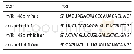表1 miR-148b mimic、miR-148b inhibitor和阴性对照物的序列