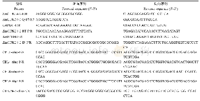 表1 变量、指标及测量：玉米ZmCIPK24-2基因在盐胁迫应答中的功能研究