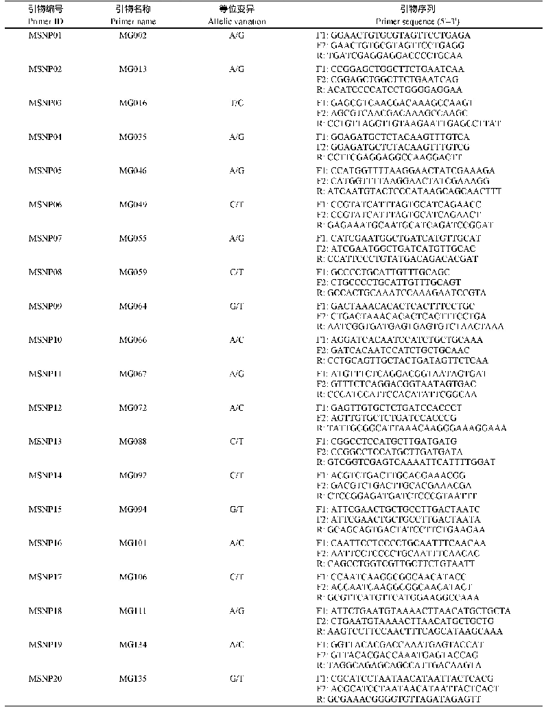 表2 玉米杂交种纯度鉴定候选引物表