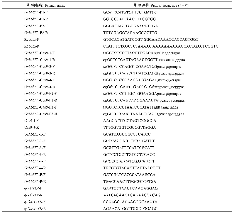 表1 本研究所用引物：水稻单倍体诱导基因Os MATL突变体的创制与分析