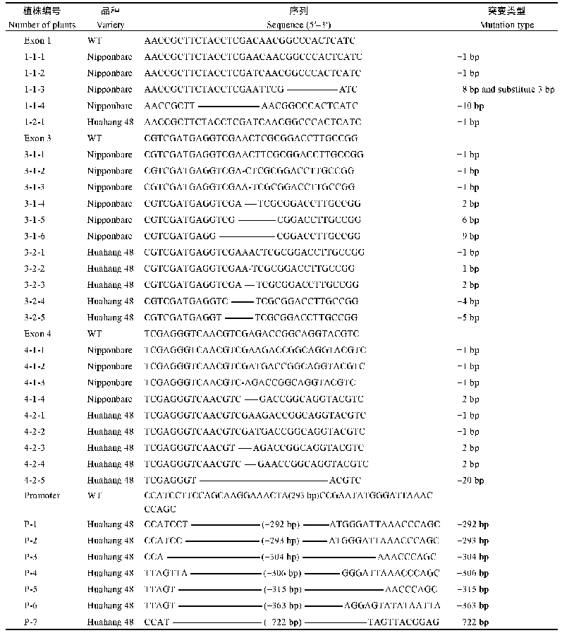 表2 T0代编码区纯合突变及启动子区大片段缺失突变类型