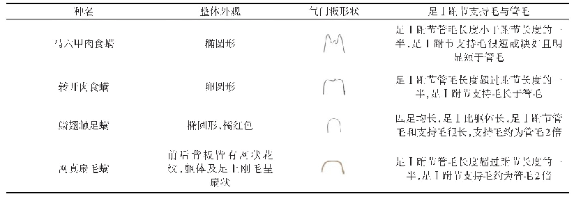 表1 检获的肉食螨样本形态特征