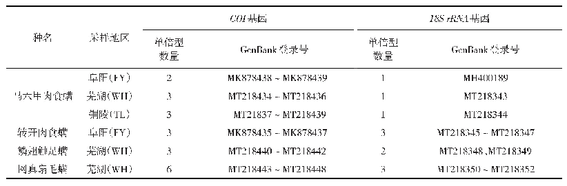 表2 肉食螨采集信息及基因序列号