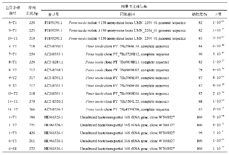 表4 不同干形云南松特有差异条带序列的核酸BLAST同源性对比