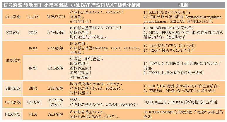 表2 不同转录因子在生热过程中的调节作用