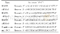 表1 HAMP si RNA序列