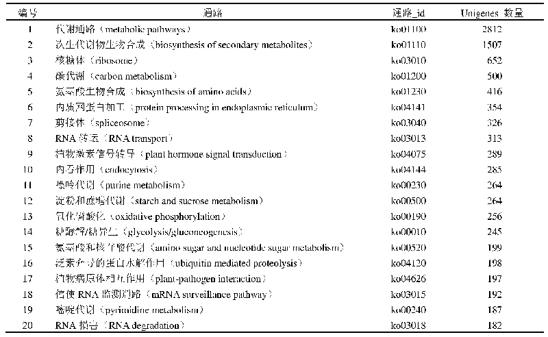 表2 八爪金龙转录组Unigenes KEGG通路分析统计