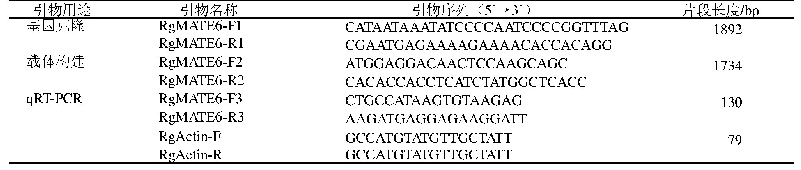 表1 克隆及q RT-PCR引物