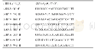 表1 C/EBPα基因靶位点siRNA序列