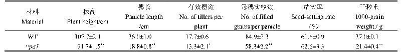 表1 突变体vpa1和野生型IR64的主要农艺性状