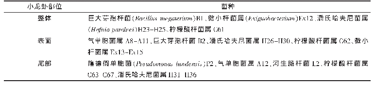 表2 太湖东山地区小龙虾不同部位腐败菌组成