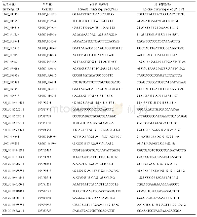 表2 31℃下差异表达lncRNA引物序列