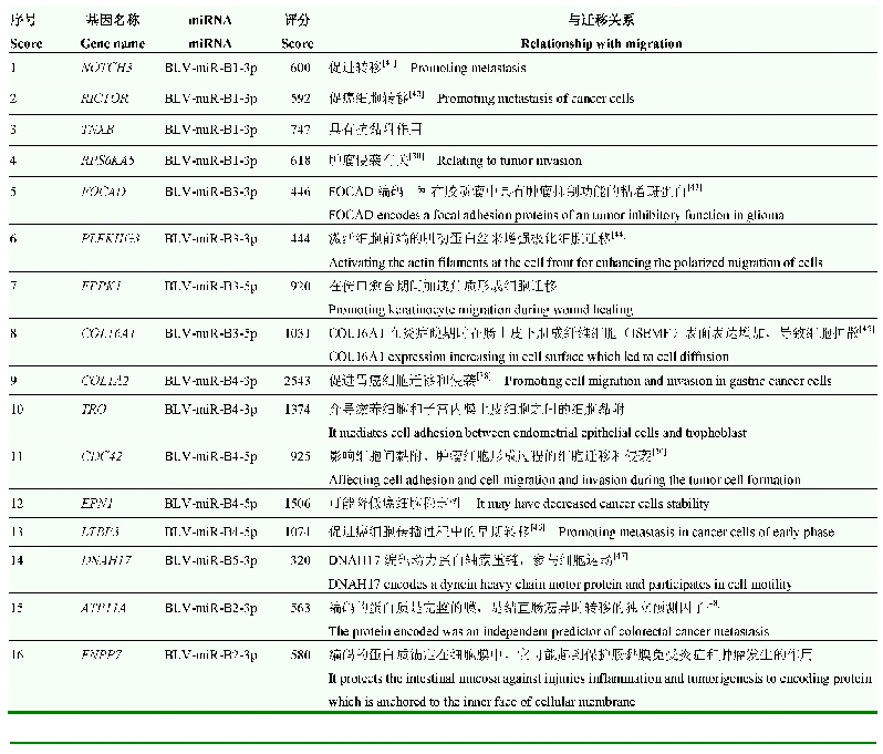 表7 参与细胞迁移/侵袭的候选靶基因