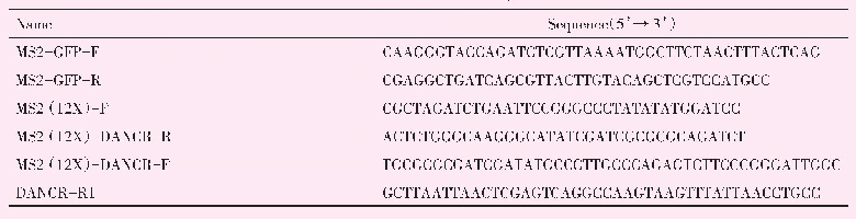 表1 载体构建引物：构建MS2-RIP方法用于鉴定lncRNA DANCR在肿瘤细胞中的相互作用分子