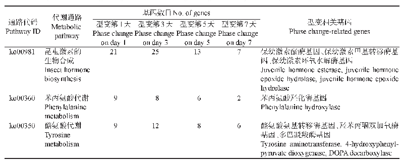 表1 亚洲小车蝗型变转录组差异表达基因代谢途径分析