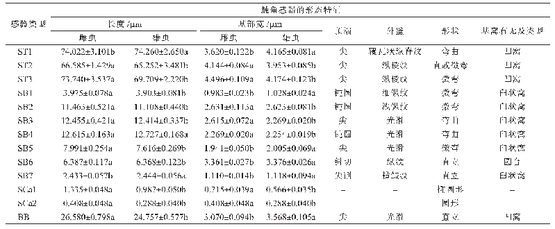 表2 马铃薯甲虫成虫触角感器的形态特征