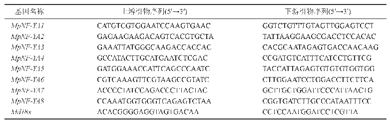 表1 实时荧光定量PCR反应的引物