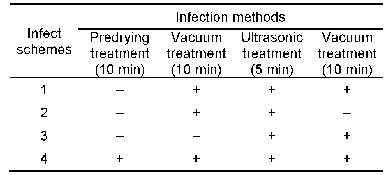 表1 4种农杆菌侵染方案