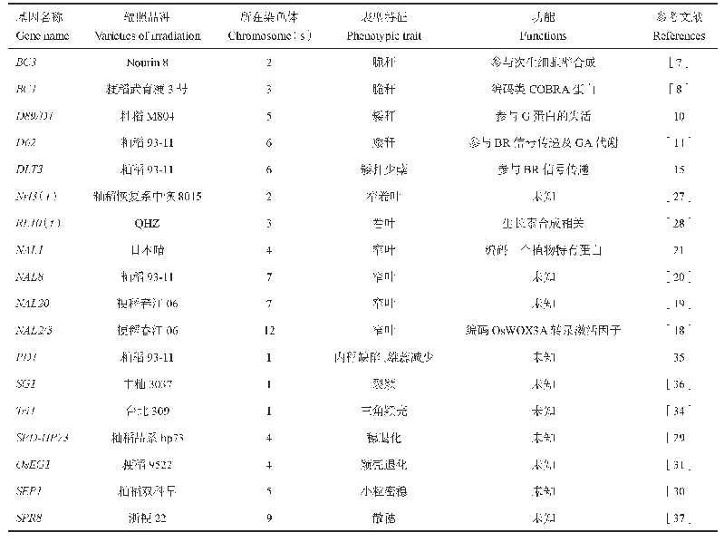 表2 水稻辐射诱变产量相关突变体基因