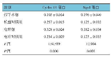 表6 4组大鼠脊髓组织切片的Cyclin D1和Ngn1蛋白表达-比较（n=12,±s)