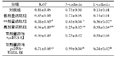 表5 各组细胞Ki67、N-cadherin、E-cadherin蛋白的表达结果比较(±s,n=3)