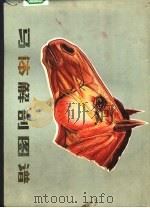 马体解剖图谱   1979  PDF电子版封面  14091·66  中国人民解放军兽医大学编著 