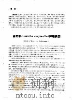 金花茶 Camellia chrysantha 降临美国   1986  PDF电子版封面     