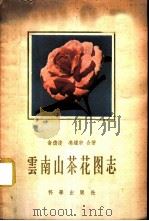 云南山茶花图志   1958  PDF电子版封面  13031·953  俞德浚，冯辉宗著 