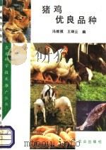 猪鸡优良品种   1993  PDF电子版封面  7109026124  冯维祺，王端云编 